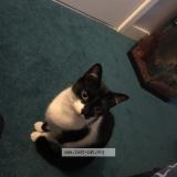 Picture of cat lost at Caldicot