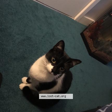 Photo 1/4 Harley Chat lost in Caldicot