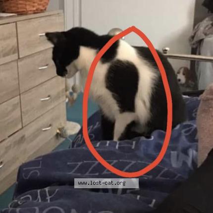 Photo 2/4 Harley Chat lost in Caldicot