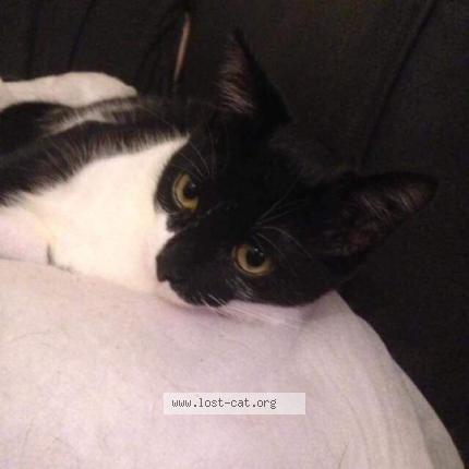 Photo 3/4 Harley Chat lost in Caldicot