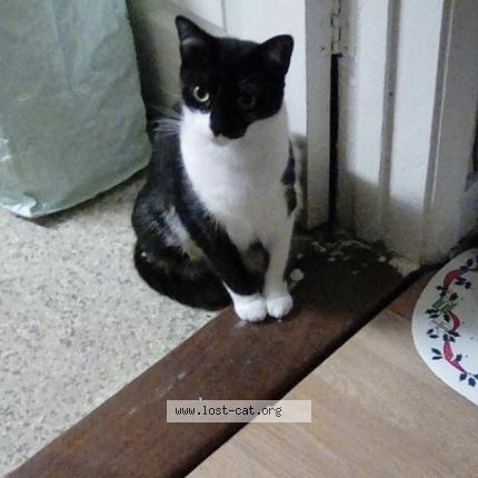 Photo 4/4 Harley Chat lost in Caldicot