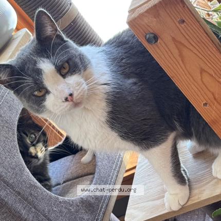 Photo 1/1 Indy Chat lost in Saint basile le grand