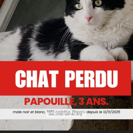 Photo 1/1 Papouille Chat lost in Chilly mazarin