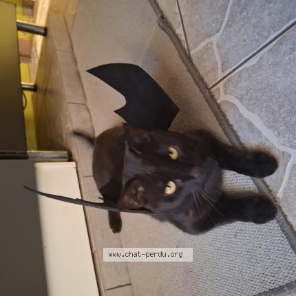 Foto 1/1 Kat teruggevonden Vermist in Honn