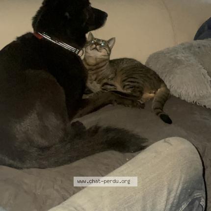 Photo 1/1 Mélo Chat lost in Rouffigny