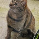 Picture of cat lost at Dainville