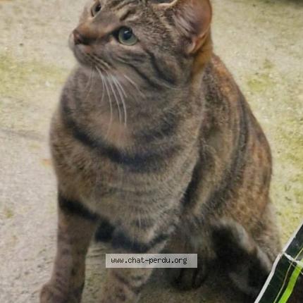 Photo 1/1 Caline Chat lost in Dainville