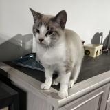 Picture of cat lost at Saint Laurent Sur Gorre