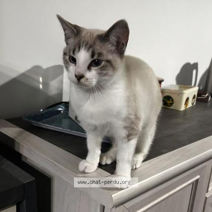 Photo 1/1 Gahia Chat lost in Saint laurent sur gorre