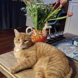 Picture of cat lost at Saint Prest