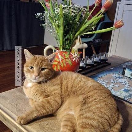 Photo 1/1 Bebe Chat lost in Saint prest