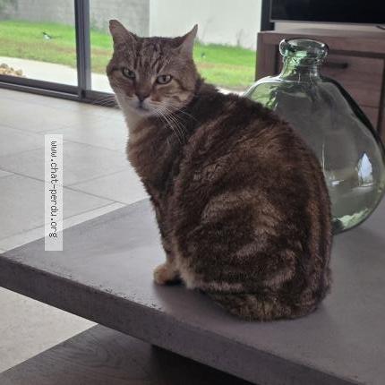 Photo 1/5 PELUCHE Chat lost in Hanches