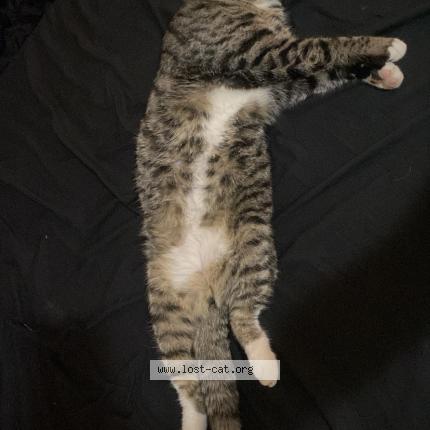 Photo 1/1 Scar Chat lost in San antonio