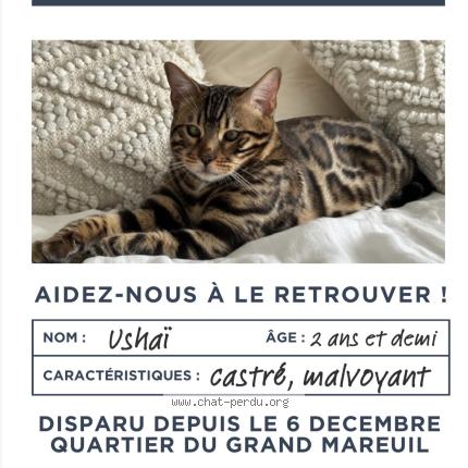 Photo 1/1 Usha&iuml; Chat lost in Joue les tours