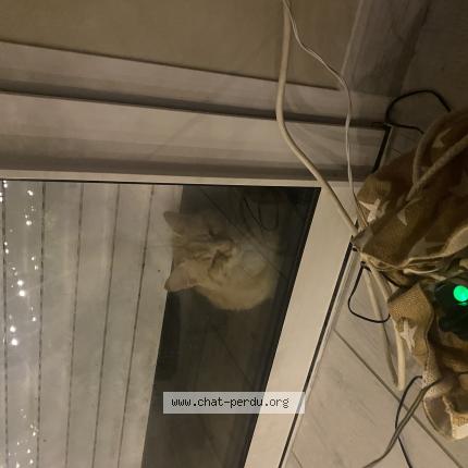 Photo 1/1 Found cat Found in Villerbon