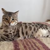 Picture of cat lost at Paris