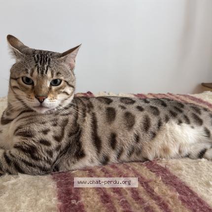 Photo 1/1 RONIN Chat lost in Paris