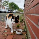 Picture of cat found at Loos