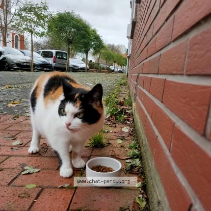 Photo 1/1 Found cat Found in Loos