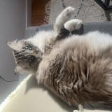 Picture of cat lost at Cornillon