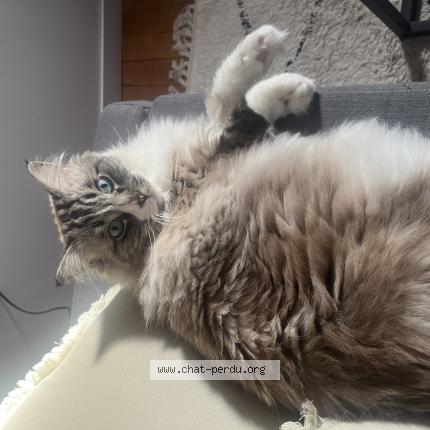 Photo 1/1 Perceval Chat lost in Cornillon