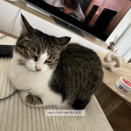 Photo 1/1 Monreo Chat lost in Lesneven