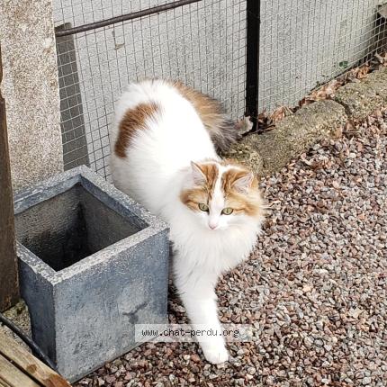 Photo 1/1 Jolie Chat lost in La grande verriere