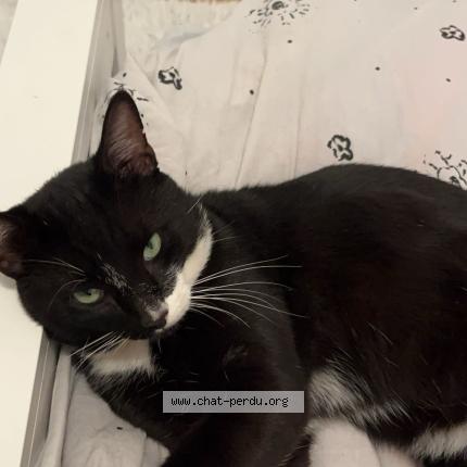 Photo 1/1 Kamikaze Chat lost in Bruges