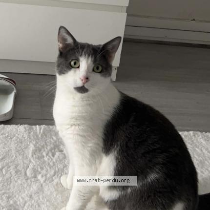 Photo 1/1 Tchika Chat lost in Montreuil