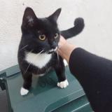 Picture of cat found at Bourges