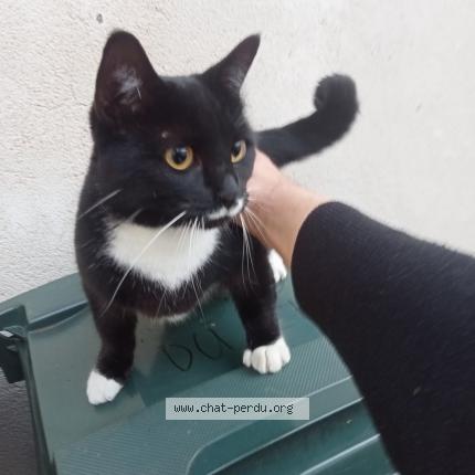 Photo 1/1 Found cat Found in Bourges