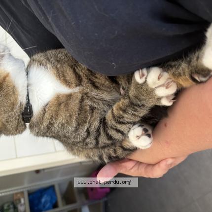 Photo 1/1 Luffy Chat lost in Saint vivien