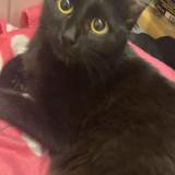 Picture of cat lost at Marseille