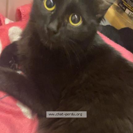 Photo 1/1 L Ochju Chat lost in Marseille