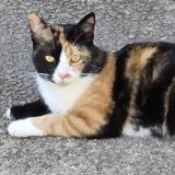 Picture of cat lost at Tauves