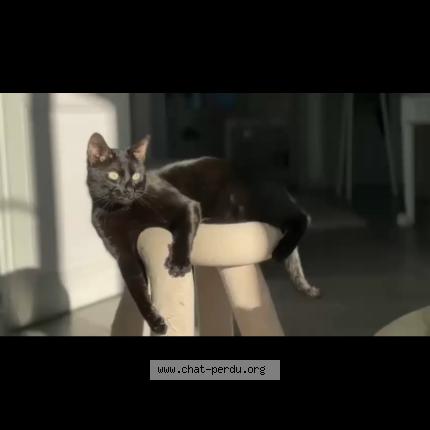 Photo 1/1 chatchat Chat lost in Hyeres