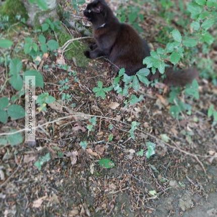 Photo 1/1 DIDOU Chat lost in Plouguernevel