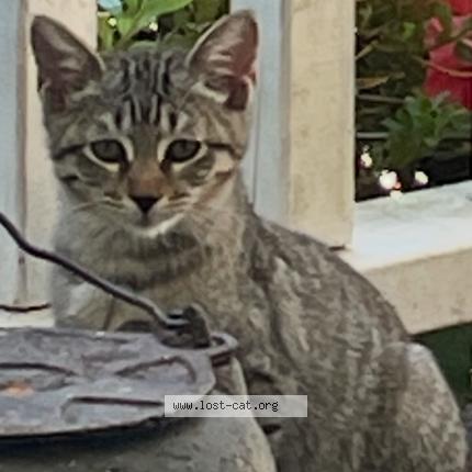 Photo 1/1 Smalls Chat lost in Gainesville