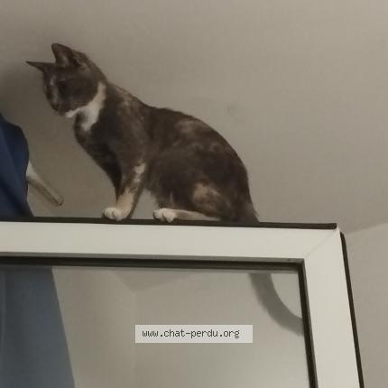 Photo 1/1 Kaya Chat lost in Carqueiranne