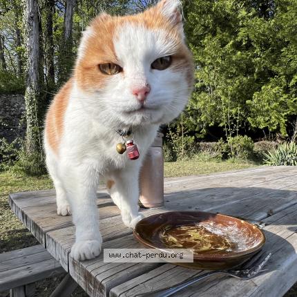 Photo 1/1 B&auml;nz Chat lost in Gex