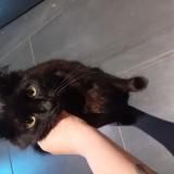 Picture of cat lost at Corneilhan