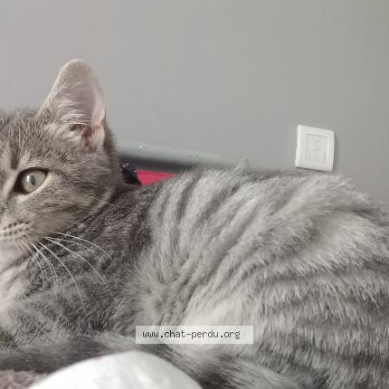 Photo 1/1 Mochi Chat lost in St germain sur moine