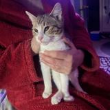 Picture of cat found at Loganville