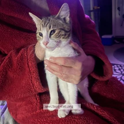 Photo 1/1 Found cat Found in Loganville