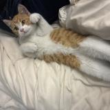 Picture of cat found at Nantes