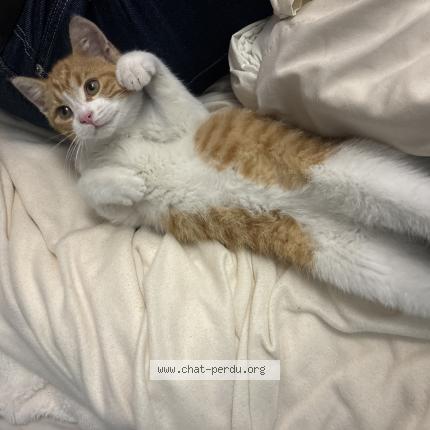 Photo 1/1 Found cat Found in Nantes