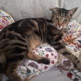 Picture of cat lost at Orleans