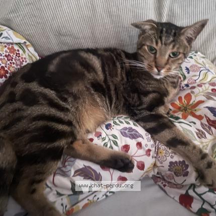 Photo 1/1 Cat reunited Lost in Orleans