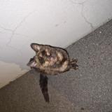 Picture of cat found at Bourg De Peage