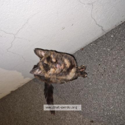 Photo 1/1 Found cat Found in Bourg de peage